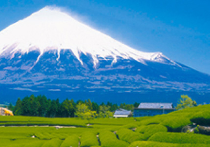 有限会社 ながしま茶園
